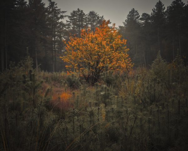 Landschap 15